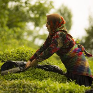 سفر به گیلان با روایت چای | جمعه 23 و شنبه 24 خرداد