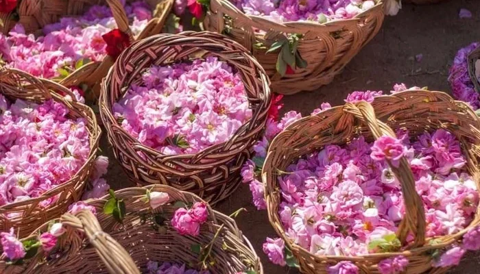 گلابگیری سبد گل